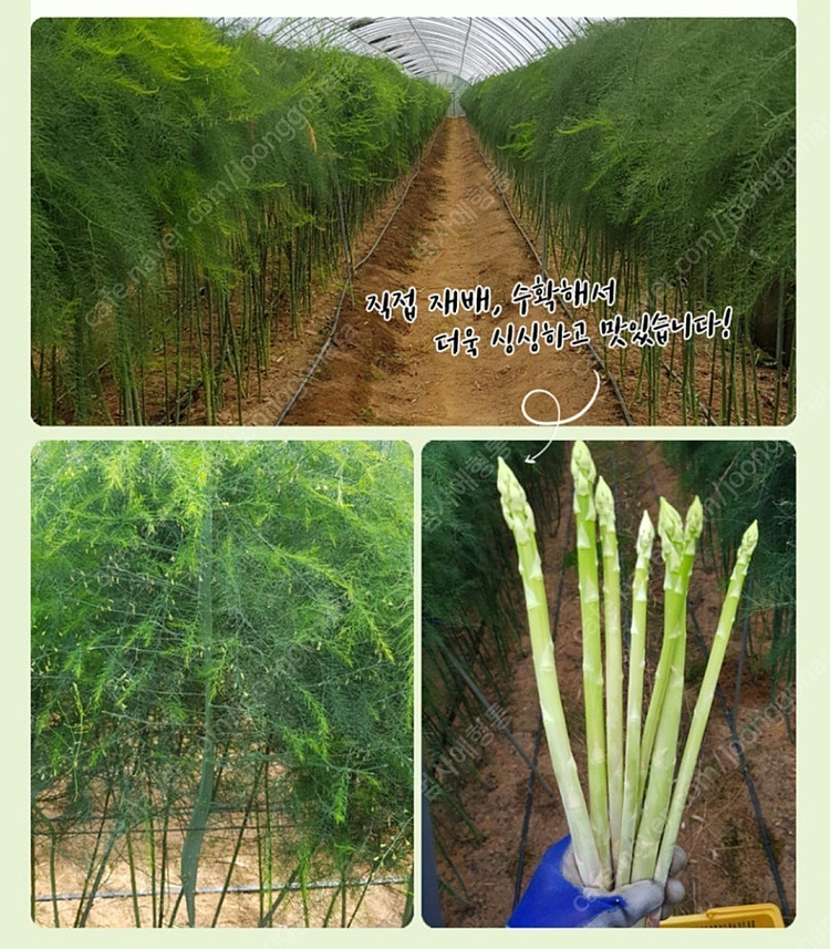 아스파라거스즙 이미지