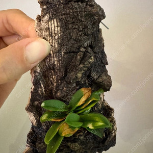 소형난 소양시란