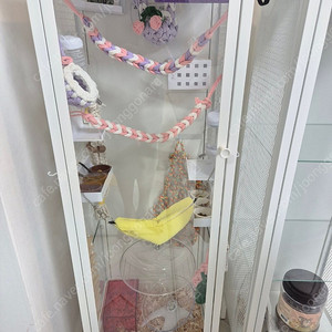 피그미다람쥐 2마리 분양( 케이지, 용품 포함)