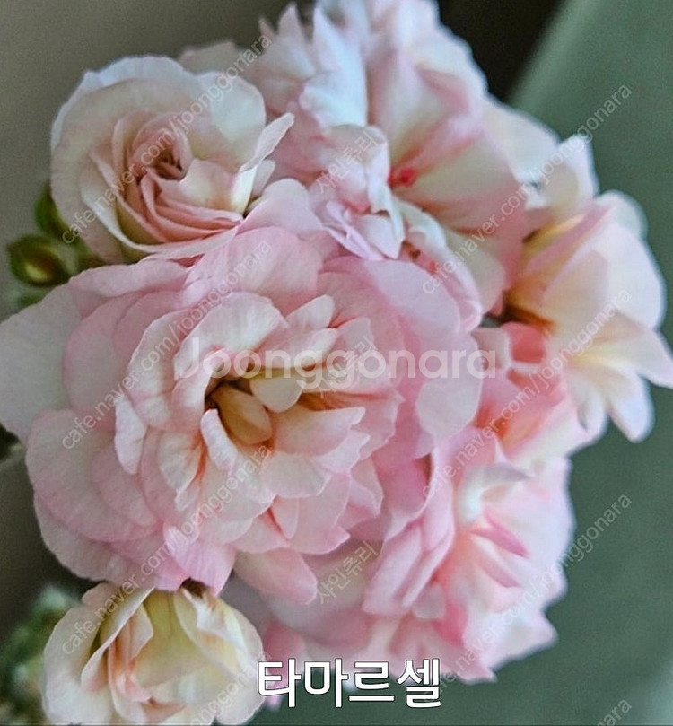 제라늄 타마르셀 러시아제라늄 대품 2.5--2