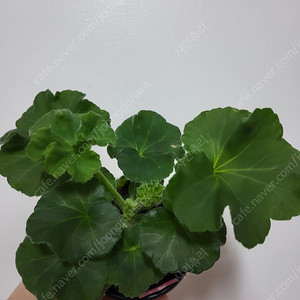 제라늄 뷰티풀에스더 러시아제라늄1.5