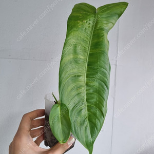 샤로니에