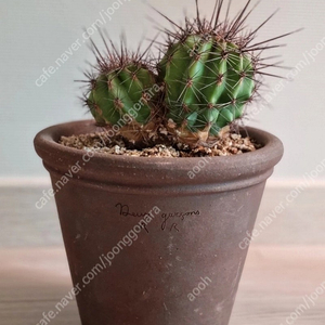 금액내림) 두갸르송+변경주쌍두선인장
