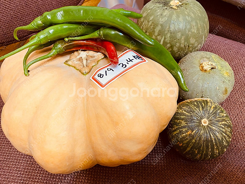 친환경 • 늙은호박과 친구들--0