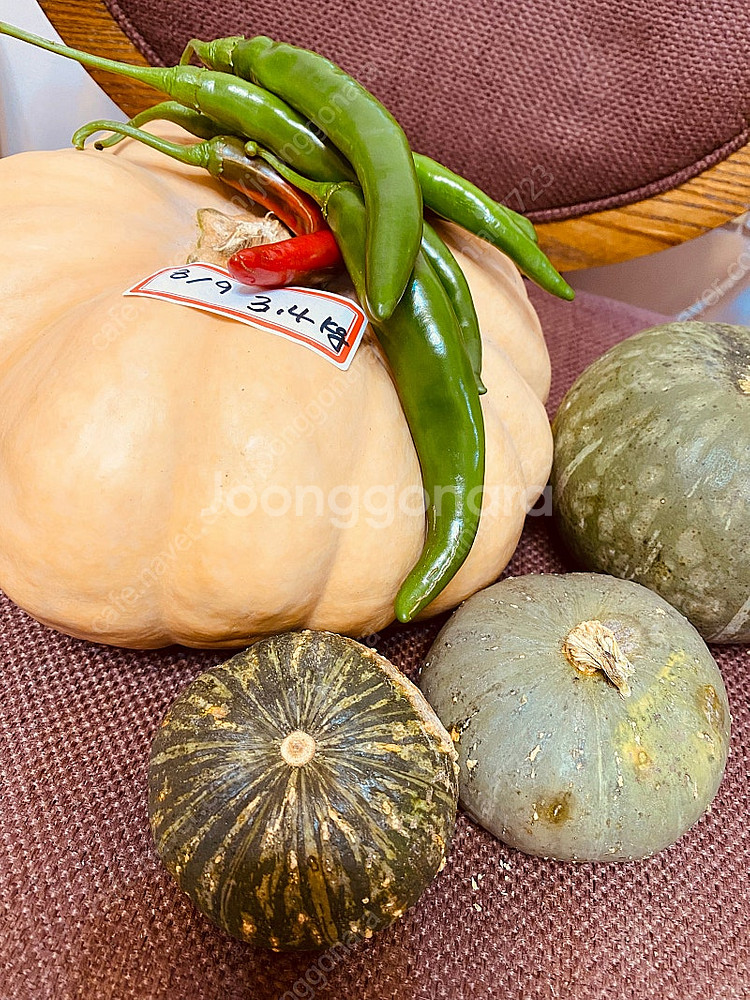 친환경 • 늙은호박과 친구들--1