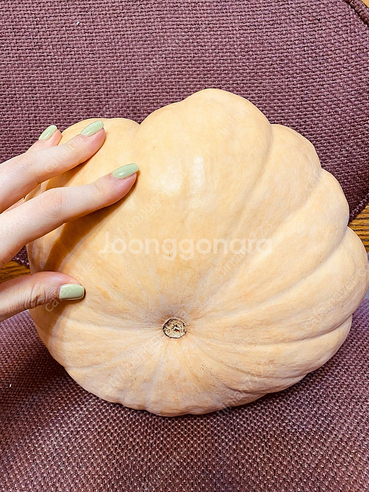 친환경 • 늙은호박과 친구들--2