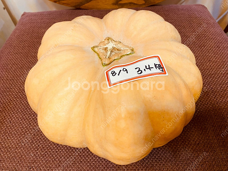 친환경 • 늙은호박과 친구들--3