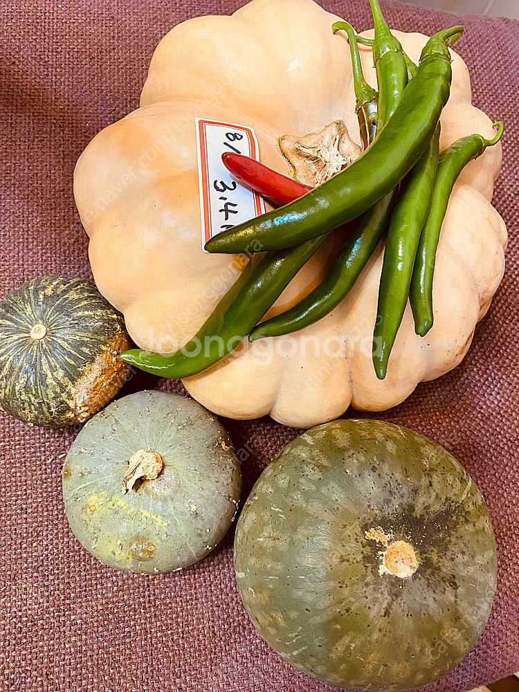 친환경 • 늙은호박과 친구들--4