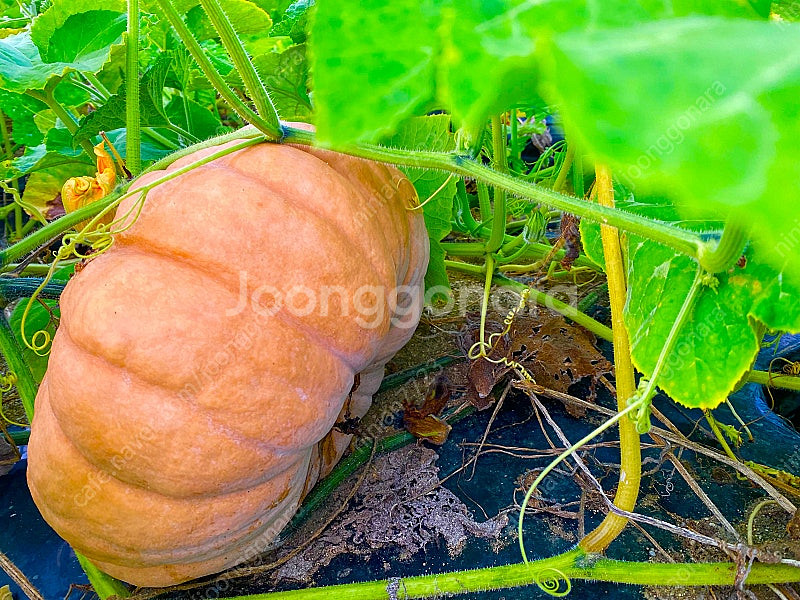 친환경 • 늙은호박과 친구들--6