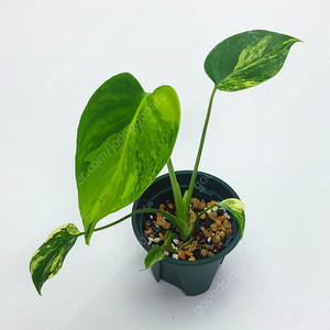 몬스테라 델리시오사 옐로우 마를린