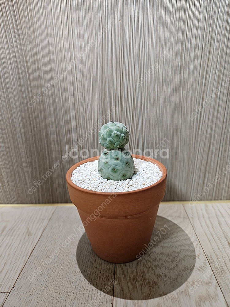 습지야 선인장 2두 분양합니다.--0