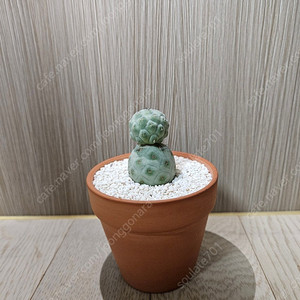 습지야 선인장 2두 분양합니다.