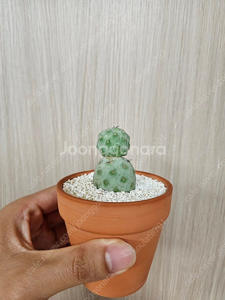 습지야 선인장 2두 분양합니다.--2