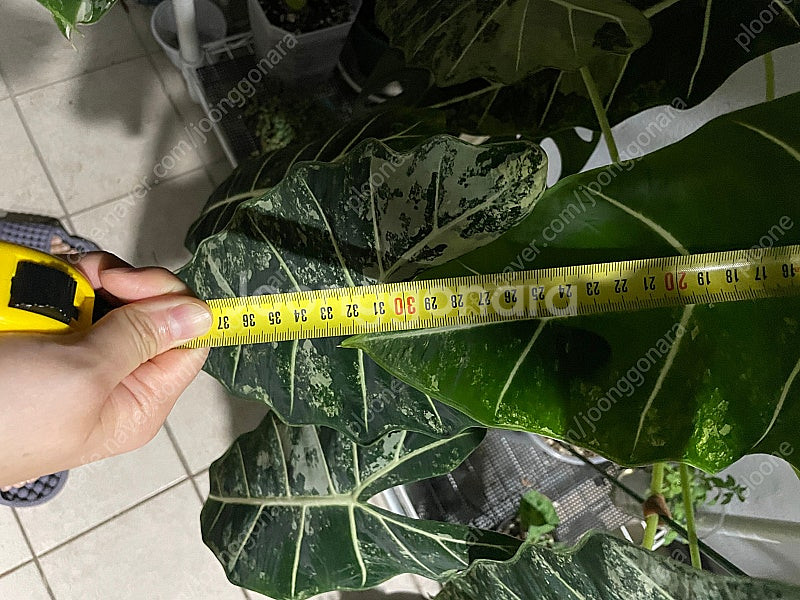 알로카시아 무늬프라이덱 특대품--1