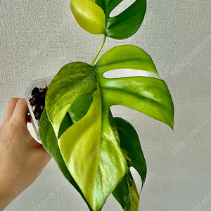 옐로우 히메 몬스테라