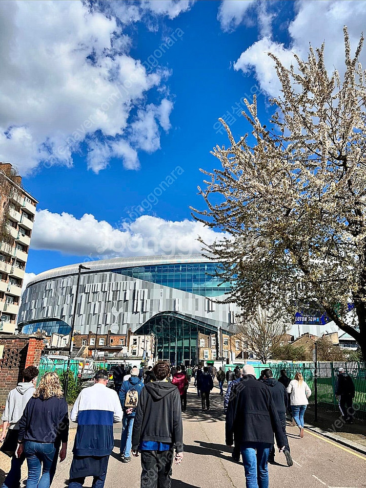 11/1 토트넘 첼시 1층 현장 직관 티켓(연석가능)--1