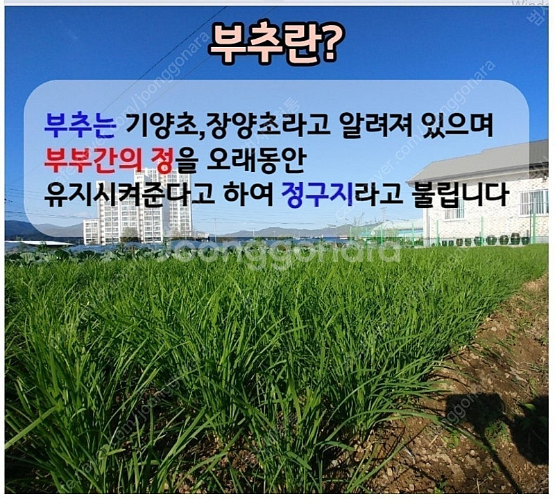 부추즙--3