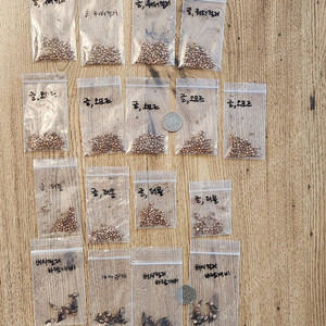 글라브라 사랑초 구근