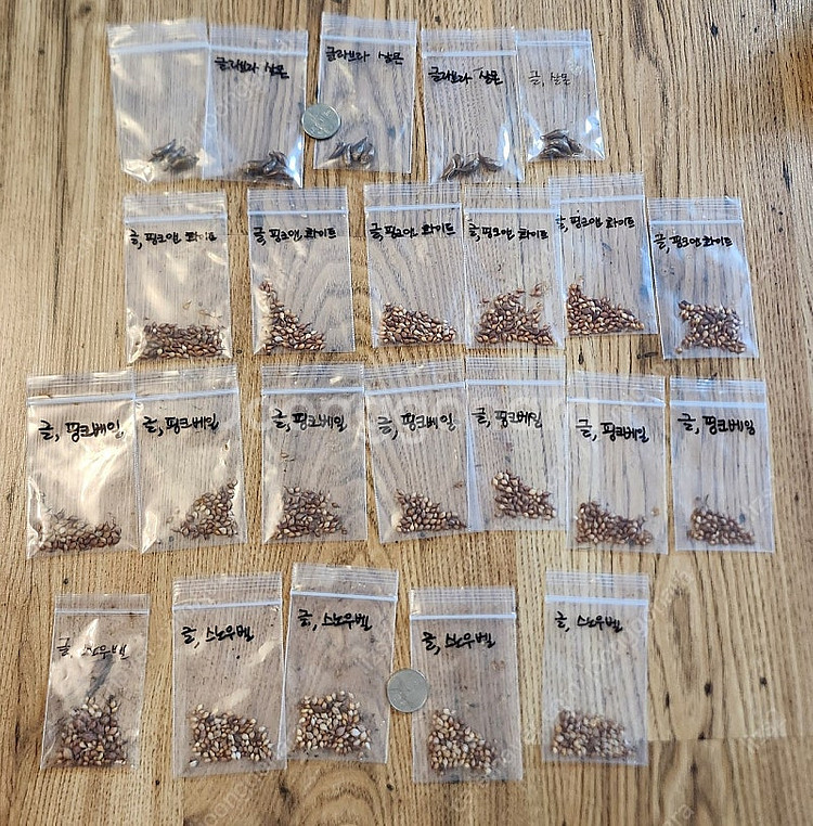 글라브라 사랑초 구근--1