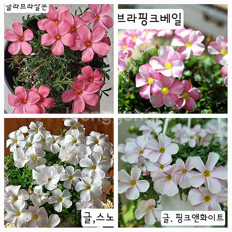 글라브라 사랑초 구근--2