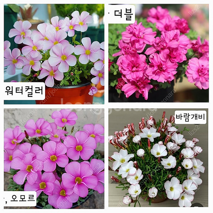 글라브라 사랑초 구근--3