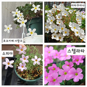 일반종 사랑초 구근