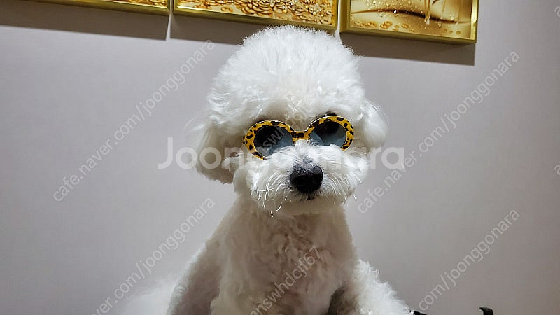 강아지체어 새제품 팝니다--0