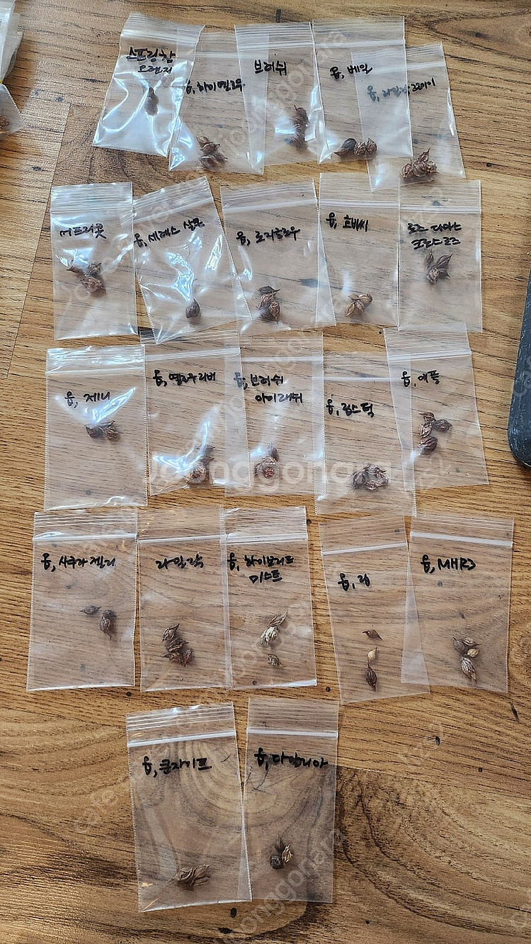 옵투사 사랑초 구근--0