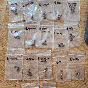 옵투사 사랑초 구근