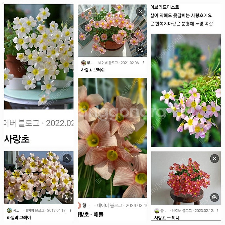 옵투사 사랑초 구근--2