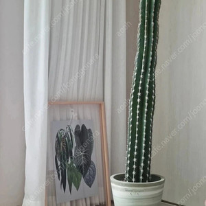 금액확내림) 두갸르송+ 마천주 선인장 인테리어