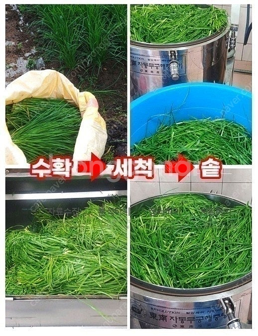 부추즙--6