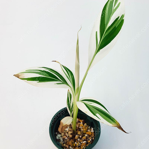 [할인] 흰무늬 바나나 Musa Florida Variegated Banana