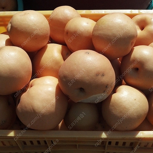 25년 햇배 도라지배즙(130ml) 신고배7.5kg