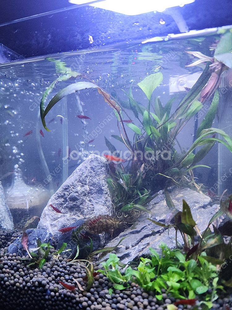 미니 수초 어항--2