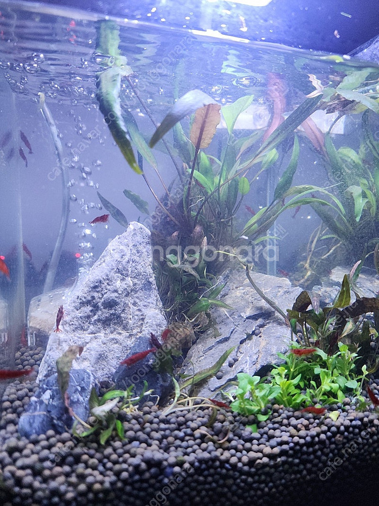 미니 수초 어항--3