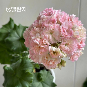 TS멜란지 외 8종 제라늄 세트
