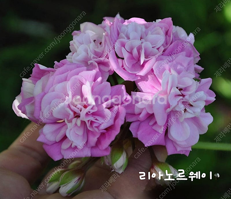 제라늄 2종--0