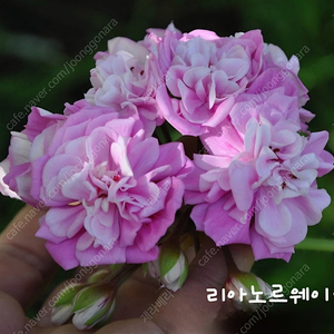 제라늄 2종