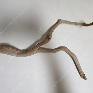 캘리포니아산 고스트우드 약 53cm