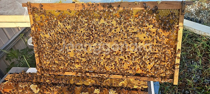 양봉 분양 , 토종벌분양(5~8매)--0