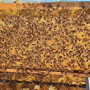 양봉 분양 , 토종벌분양(5~8매)