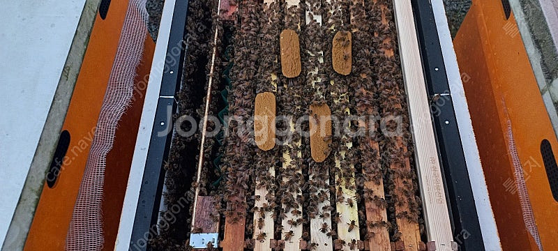 양봉 분양 , 토종벌분양(5~8매)--1