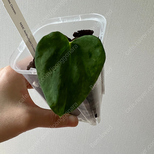 안스리움 드레스러리