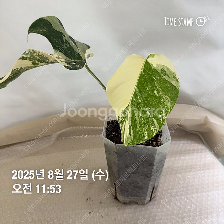 몬스테라 알보--1