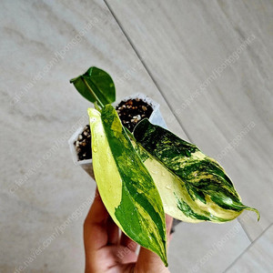 필로덴드론 플로리다뷰티바리에가타