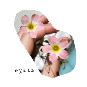 와일드로즈/캔디박스리치 사랑초 구근 개별가6천원