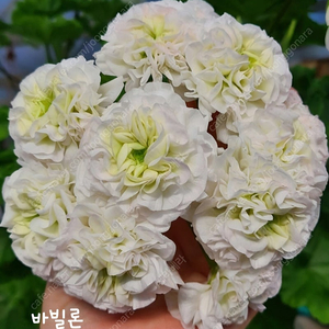 제라늄 UV바빌론