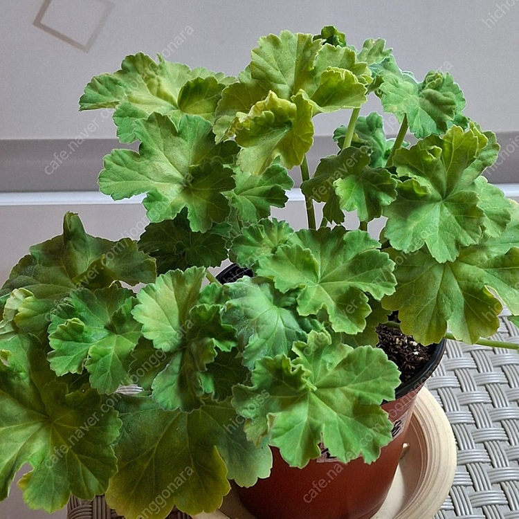 러시아제라늄 심산호구슬--1