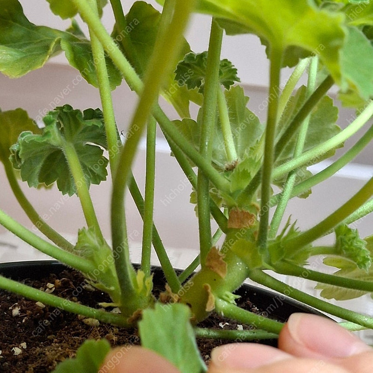 러시아제라늄 심산호구슬--3